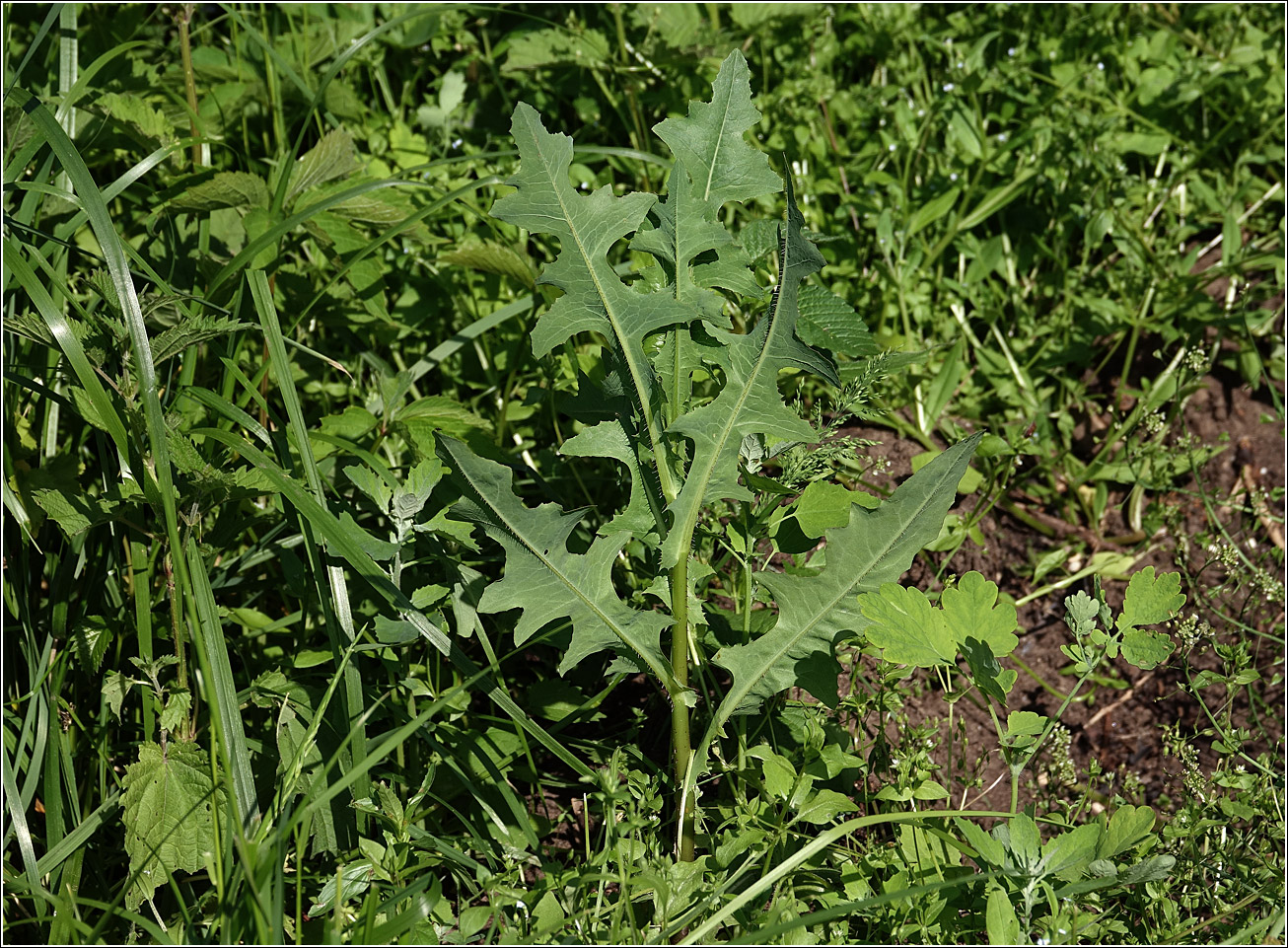 Image of Lactuca serriola specimen.