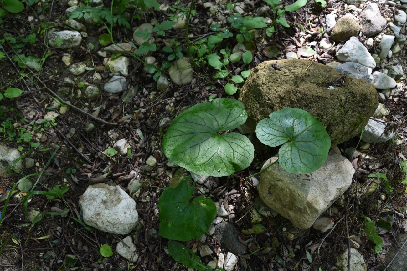 Image of Pachyphragma macrophyllum specimen.