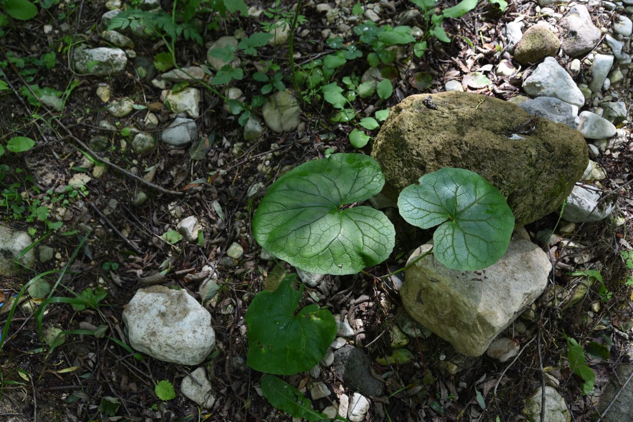 Изображение особи Pachyphragma macrophyllum.