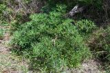 Crotalaria grahamiana