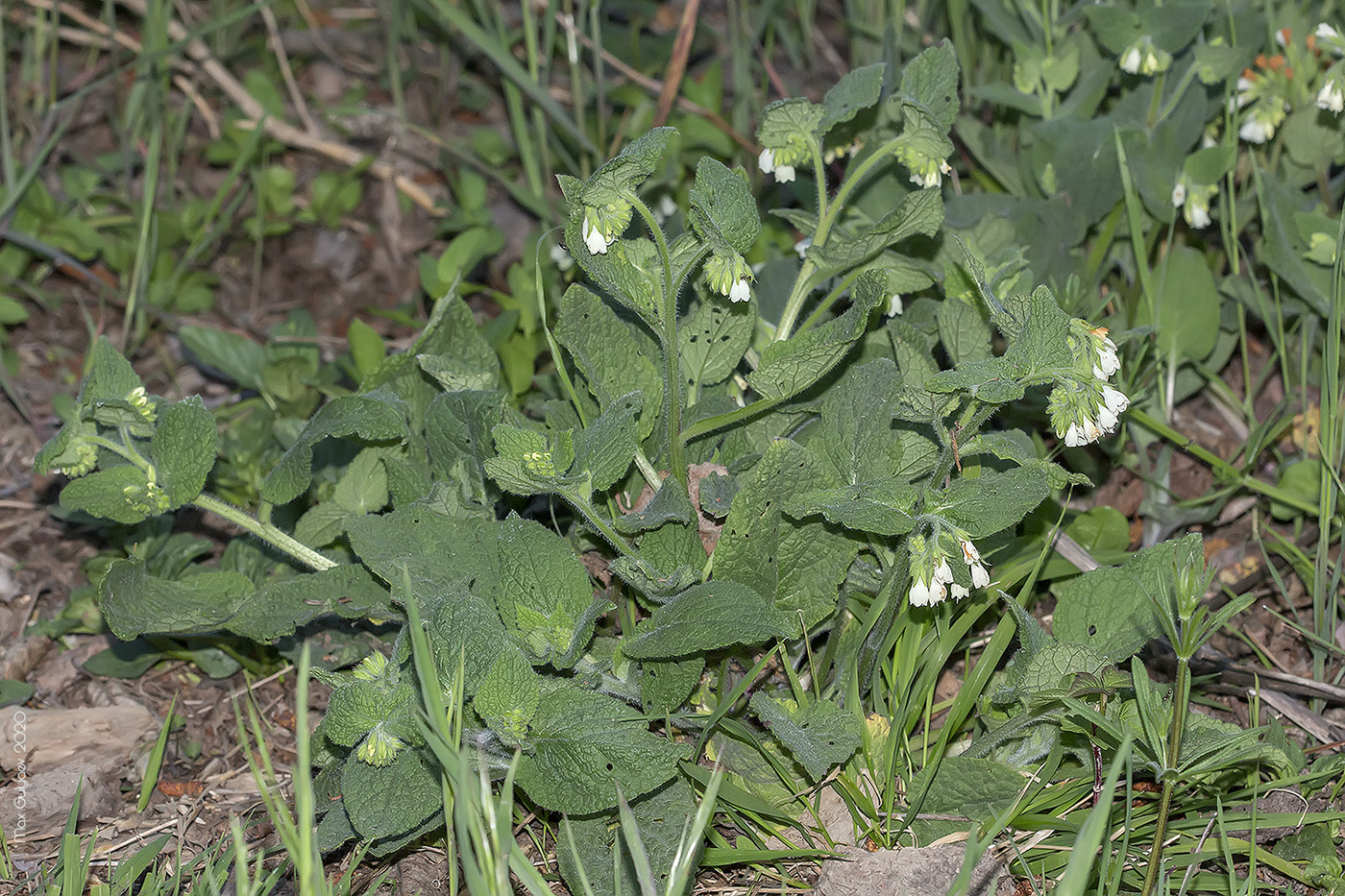 Image of Symphytum tauricum specimen.