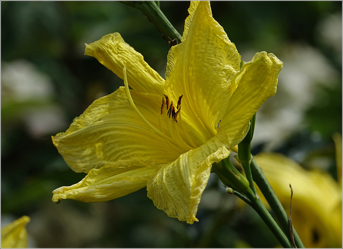 Изображение особи Hemerocallis &times; hybrida.