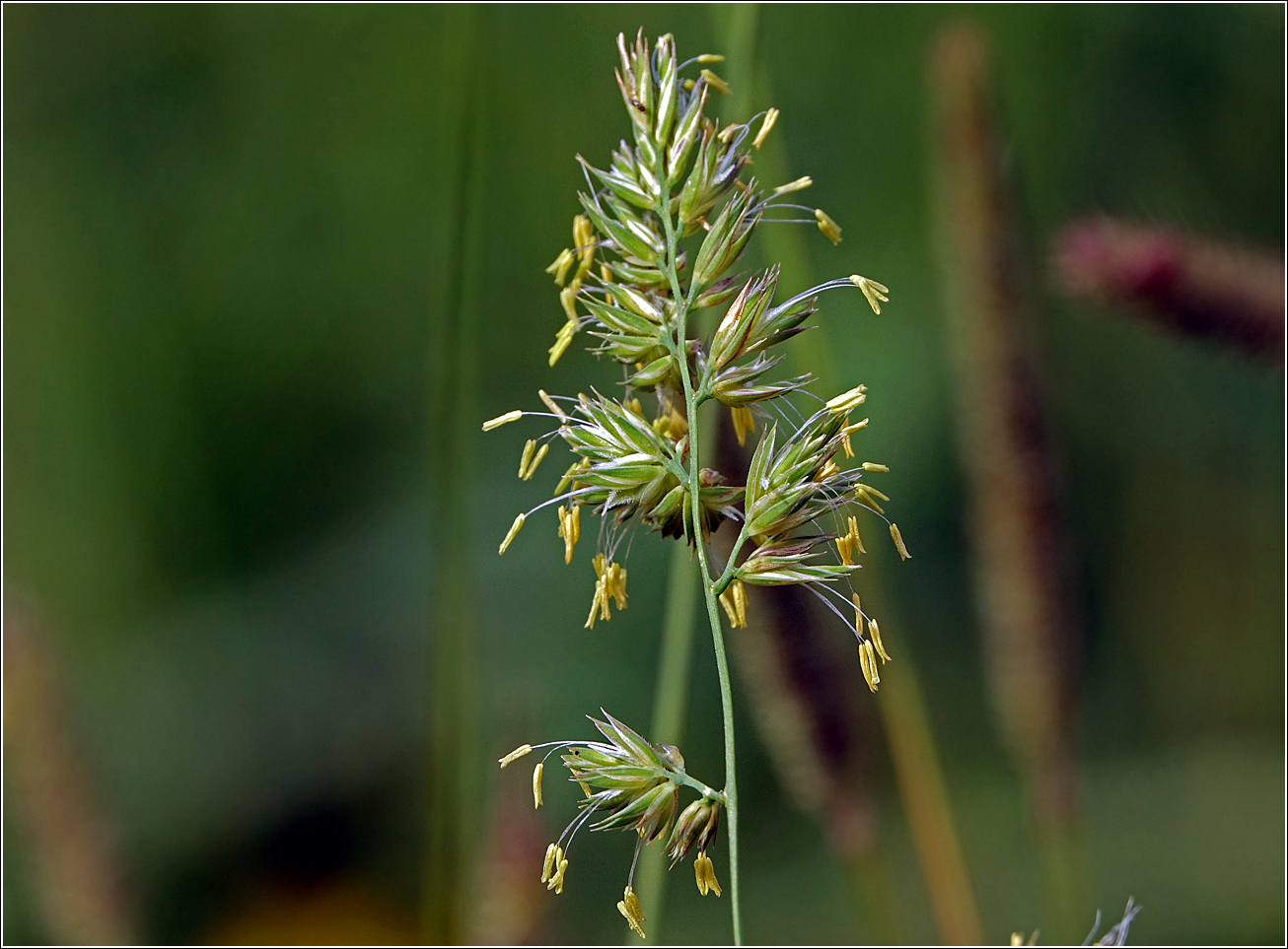 Image of Dactylis glomerata specimen.