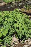 Cirsium oleraceum