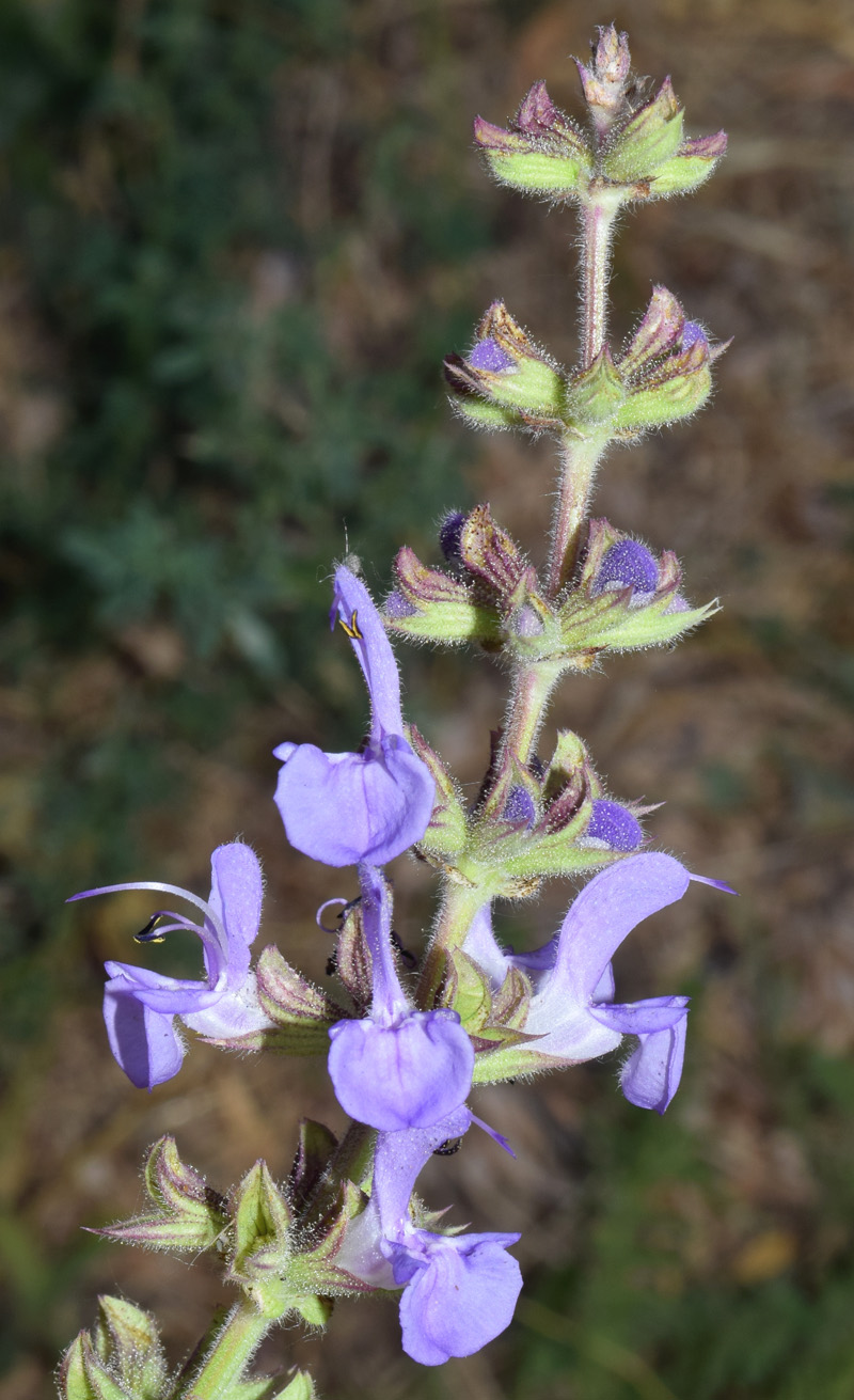 Изображение особи Salvia virgata.