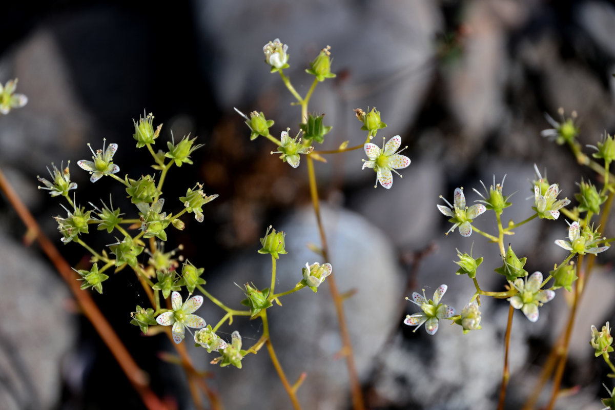 Image of Saxifraga spinulosa specimen.