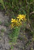 Hypericum perforatum