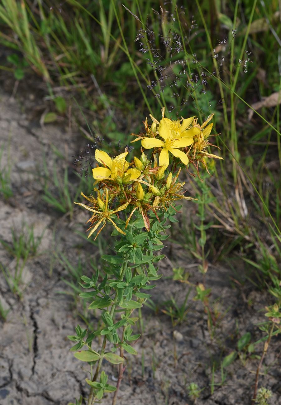 Image of Hypericum perforatum specimen.