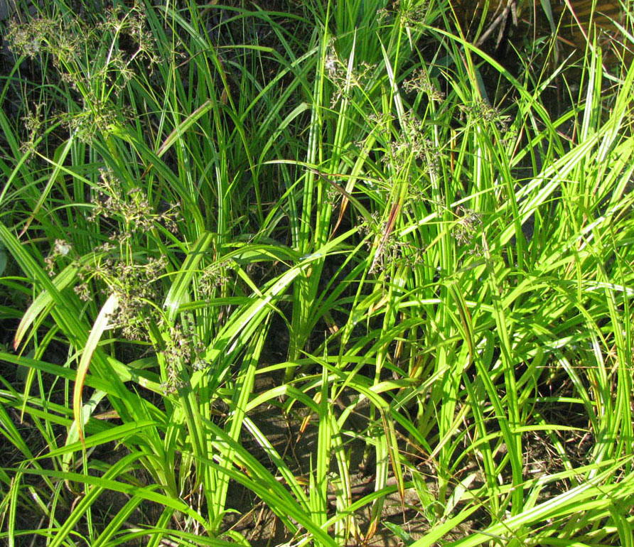 Image of Scirpus sylvaticus specimen.