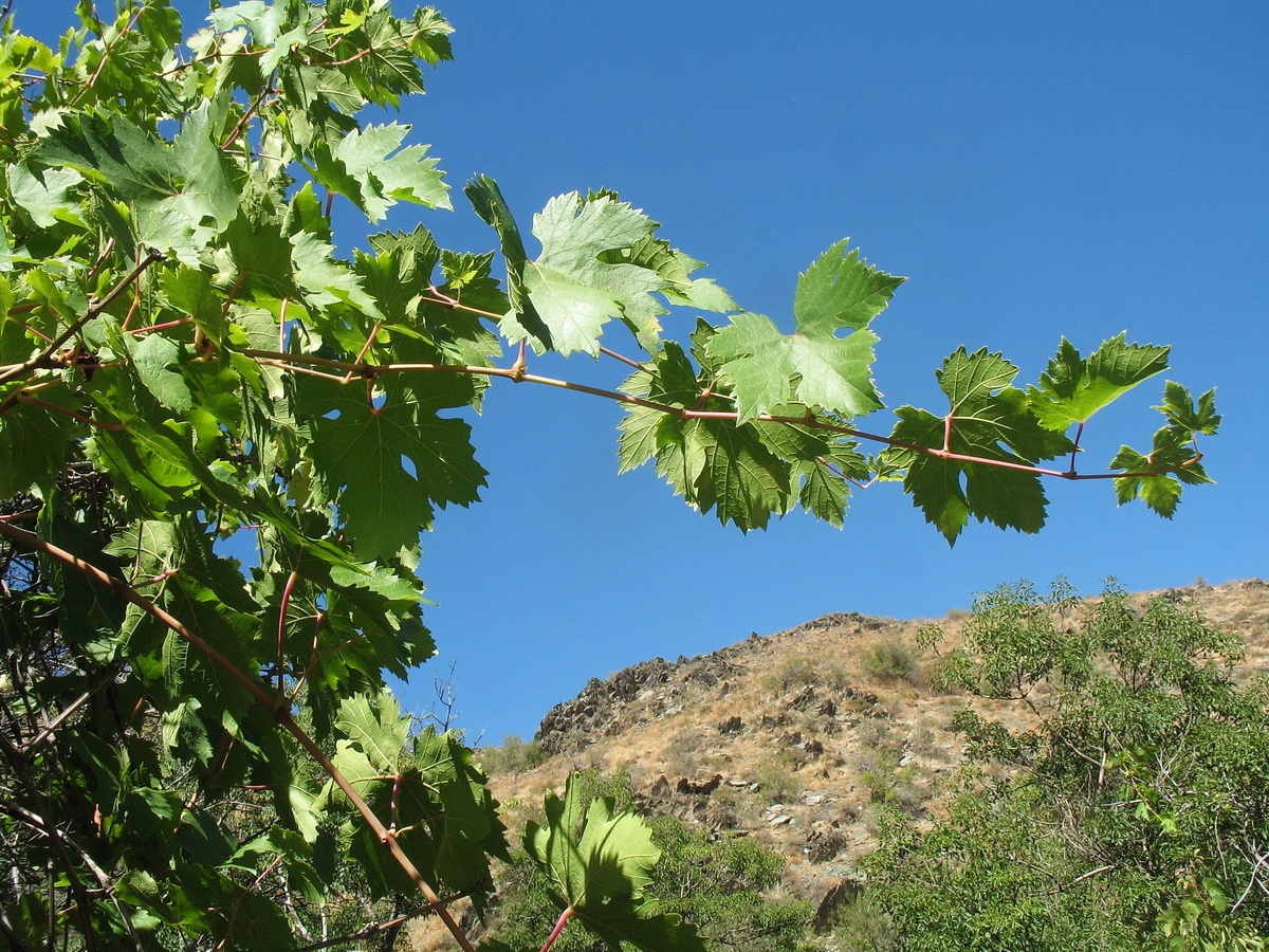 Изображение особи Vitis vinifera.