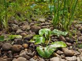 Nuphar lutea. Вегетирующее растение с поврежденными листьями в каплях дождя в сообществе с Ranunculus reptans. Пермский край, Коми-Пермяцкий округ, Кочёвский р-н, окр. пос. Усть-Янчер, дол. р. Коса, галечный берег. 10 июля 2023 г.