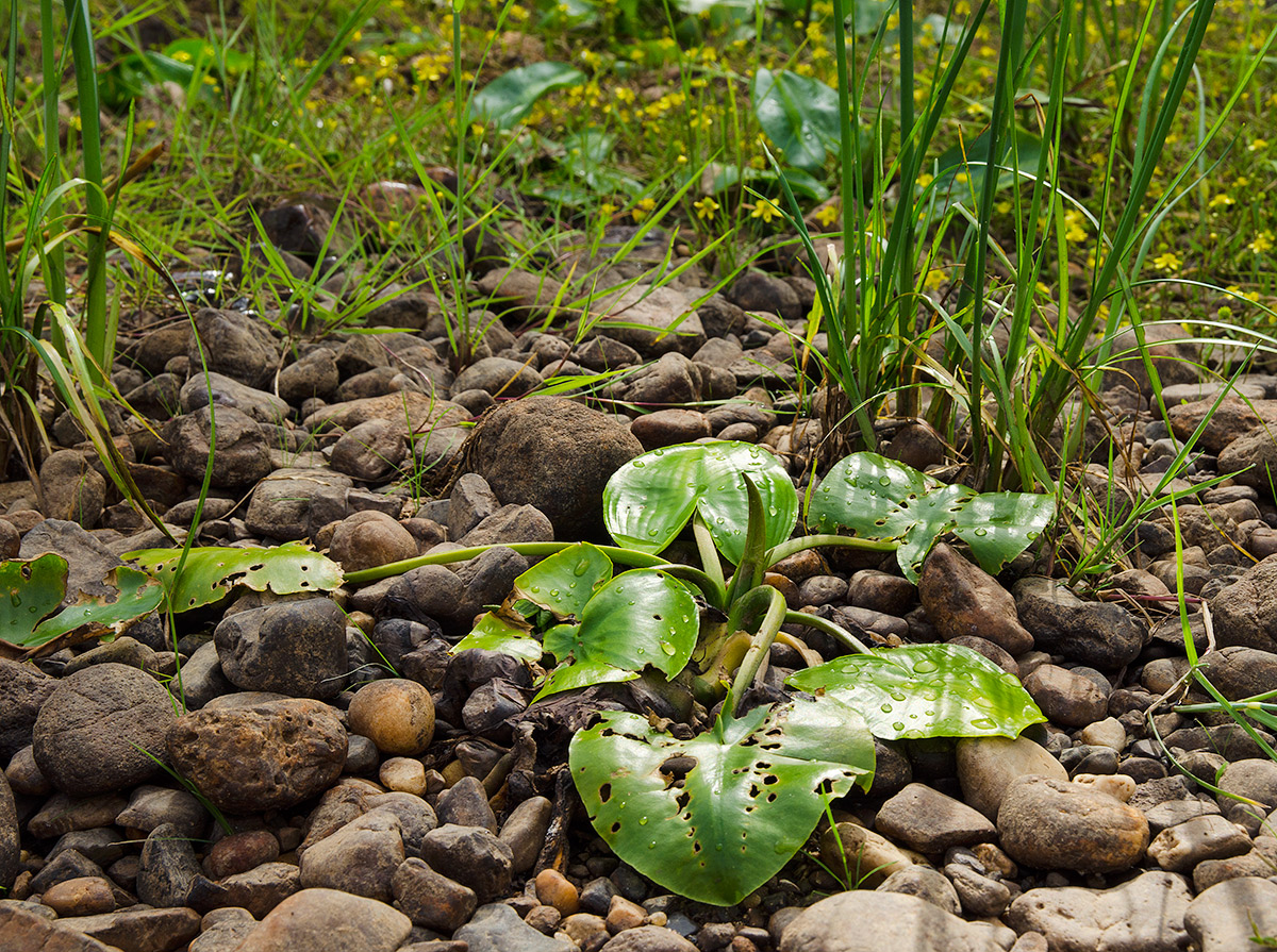 Изображение особи Nuphar lutea.