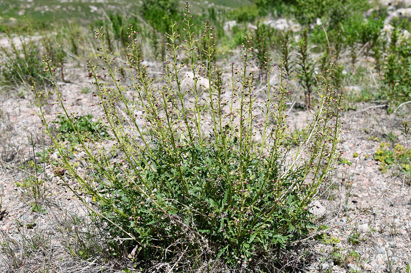 Изображение особи Scrophularia kiriloviana.