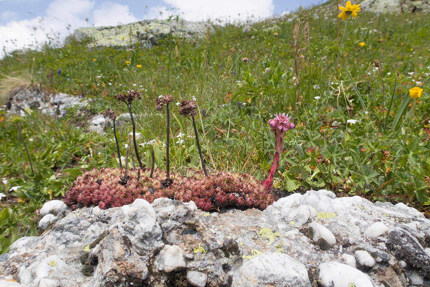 Изображение особи Sempervivum pumilum.