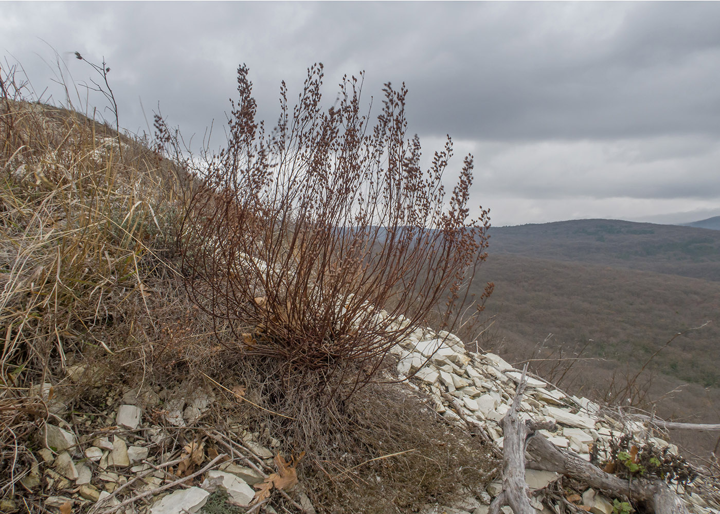 Image of Hypericum lydium specimen.