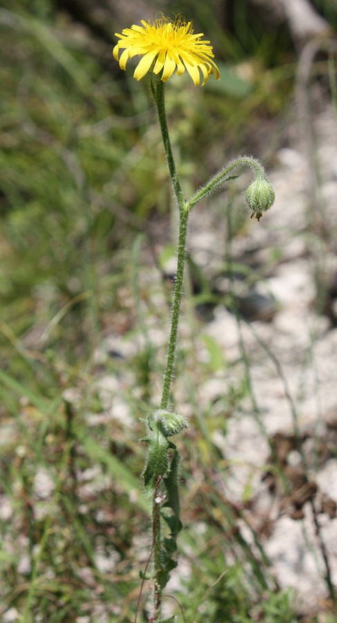 Изображение особи Crepis rhoeadifolia.