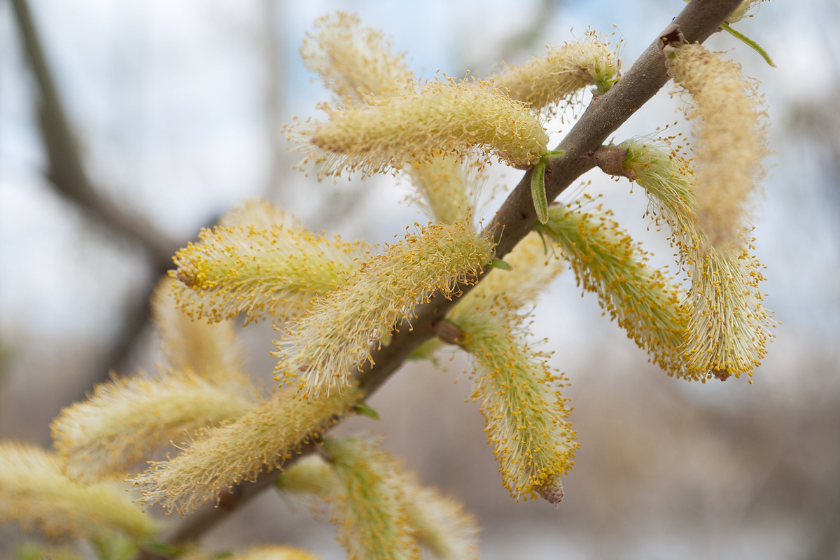 Image of genus Salix specimen.