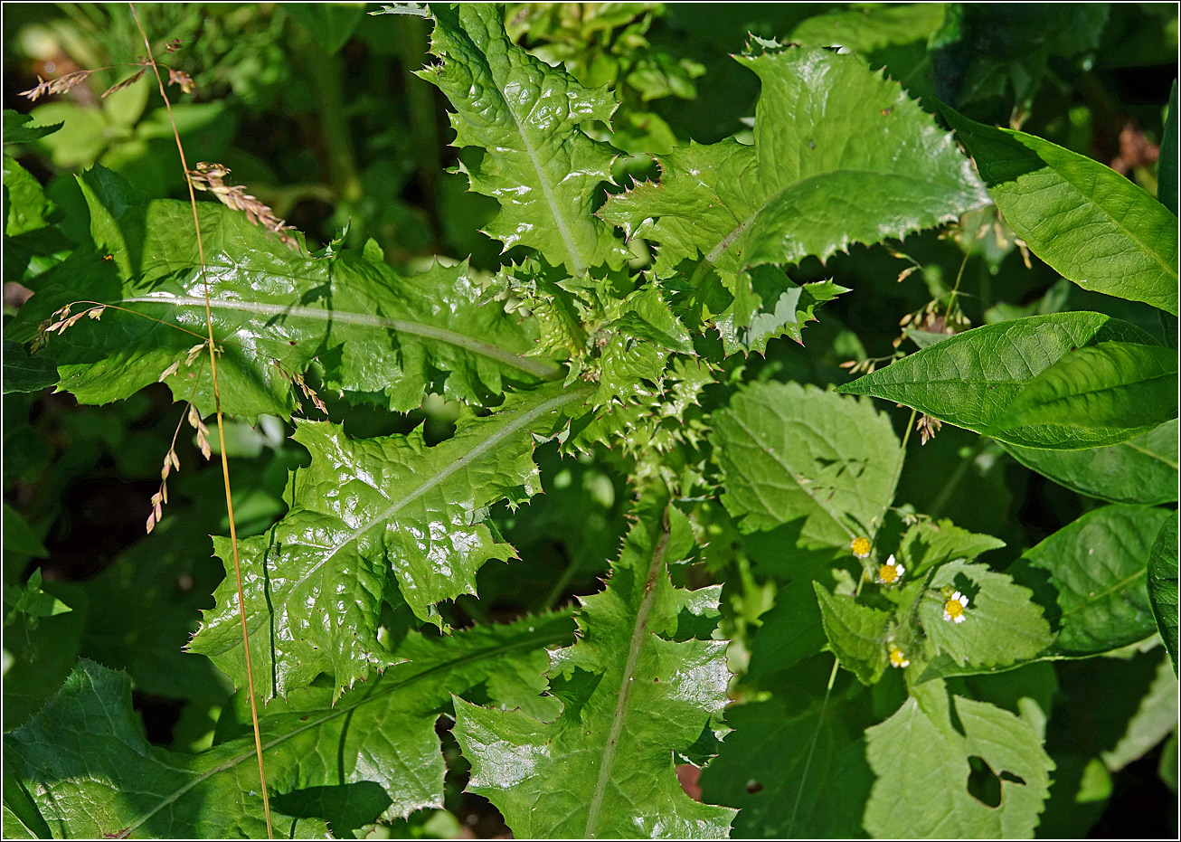 Изображение особи Sonchus oleraceus.