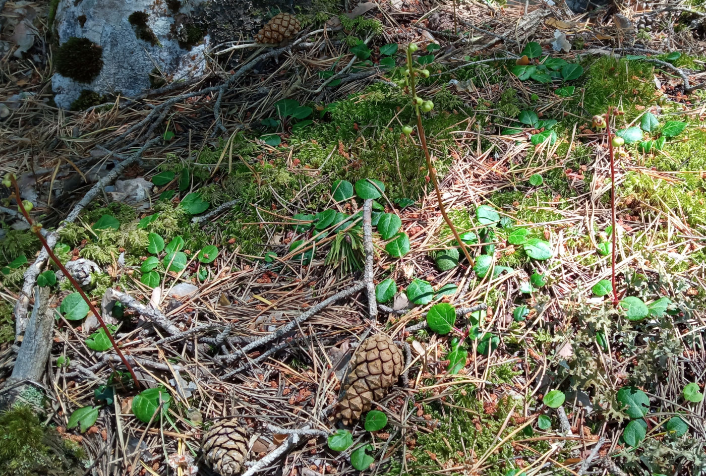 Изображение особи Pyrola chlorantha.