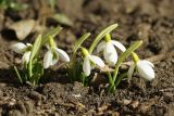 Galanthus plicatus