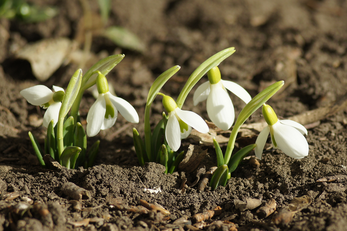 Image of Galanthus plicatus specimen.