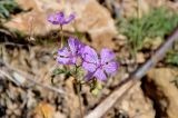 Geranium linearilobum. Цветки. Армения, обл., Вайоц Дзор, окр. монастыря Спитакавор, каменистый склон. 02.05.2013.