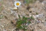 Anthemis iberica