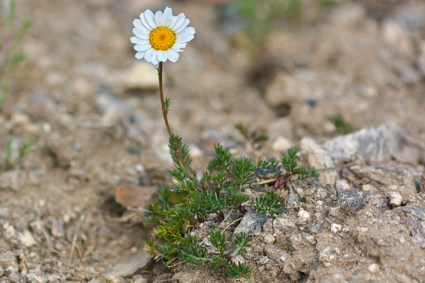 Изображение особи Anthemis iberica.