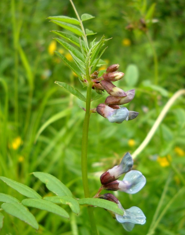 Изображение особи Vicia sepium.