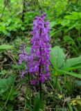 Orchis mascula. Соцветие. Краснодарский край, г/о Сочи, Хостинский р-н, у тропы к Орлиным скалам, широколиственный лес. 30.04.2022.