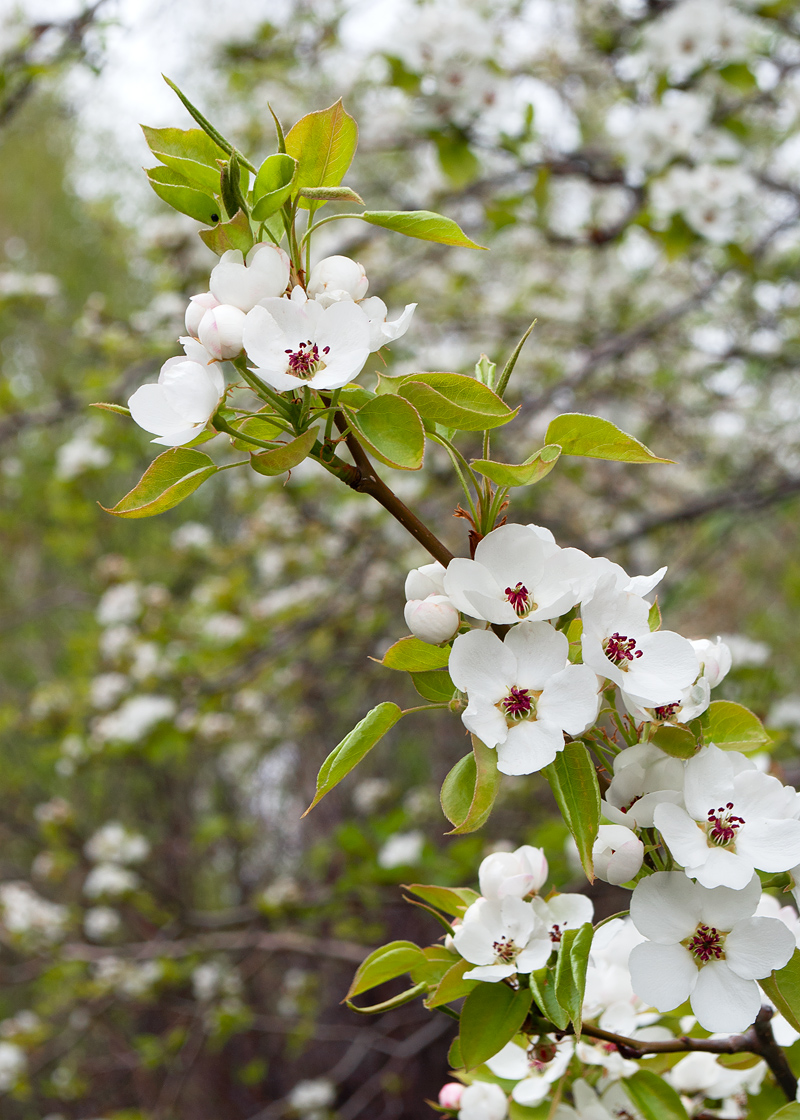 Изображение особи Pyrus ussuriensis.