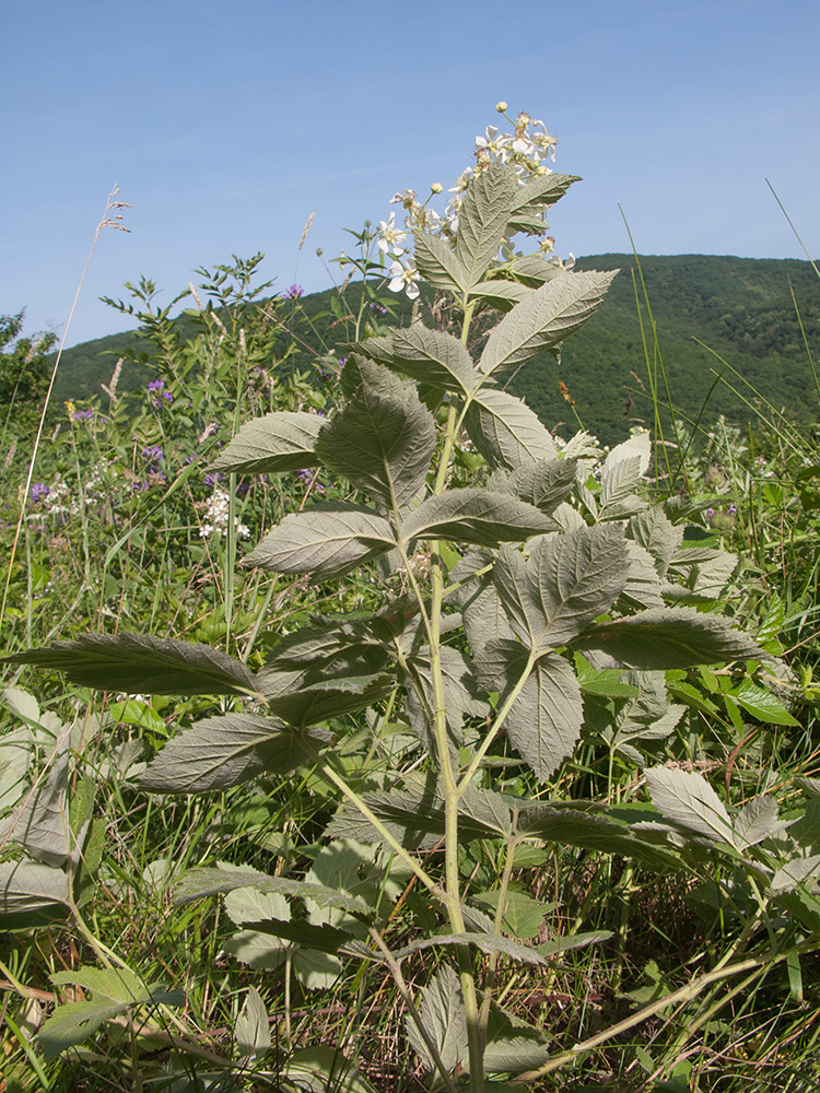 Image of Rubus lloydianus specimen.