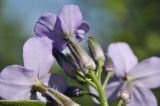 genus Hesperis