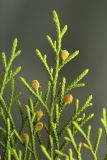 Microbiota decussata