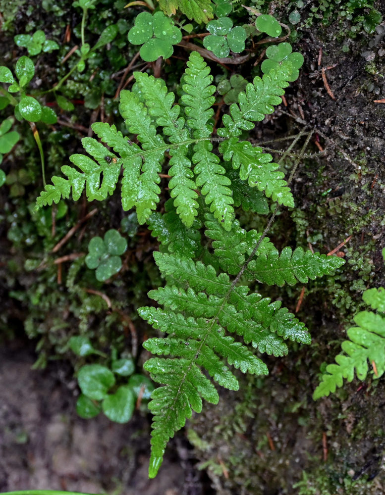 Изображение особи Phegopteris connectilis.