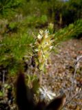 Oxytropis pilosa