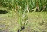 Sagittaria sagittifolia