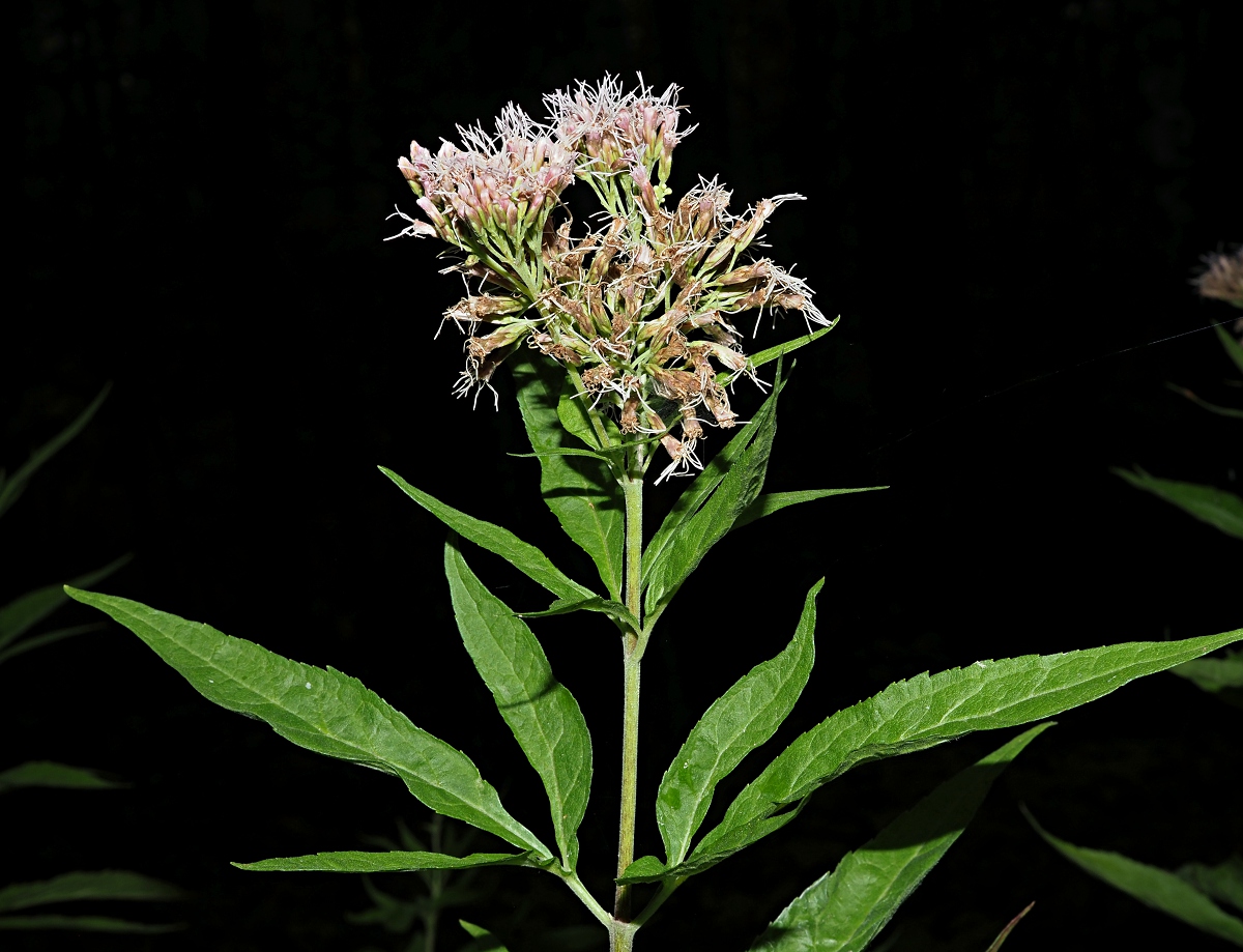 Image of Eupatorium cannabinum specimen.