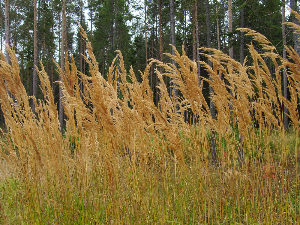 Изображение особи Calamagrostis epigeios.