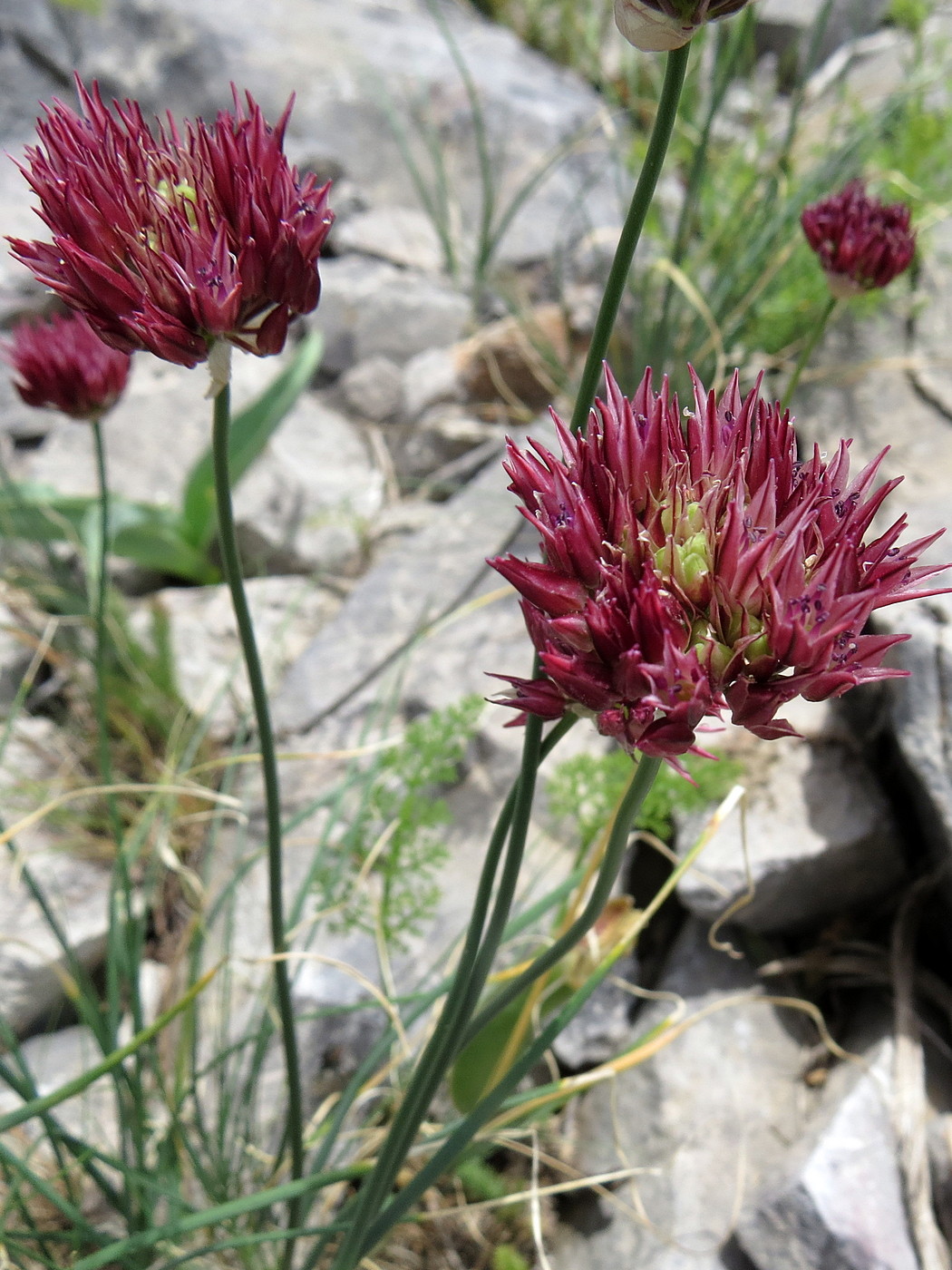 Изображение особи Allium inconspicuum.