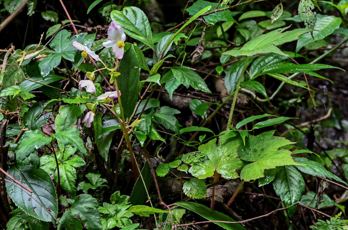 Изображение особи Begonia algaia.