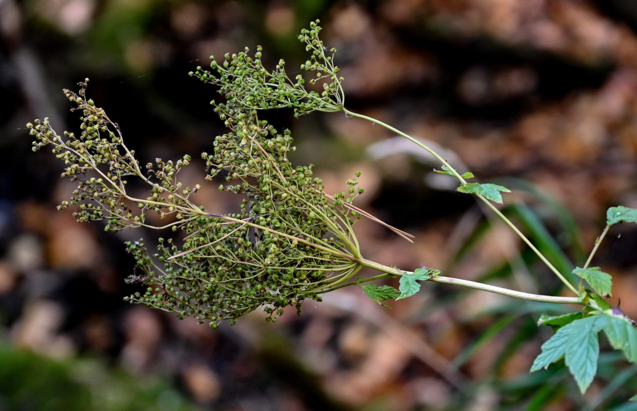 Изображение особи Filipendula ulmaria.