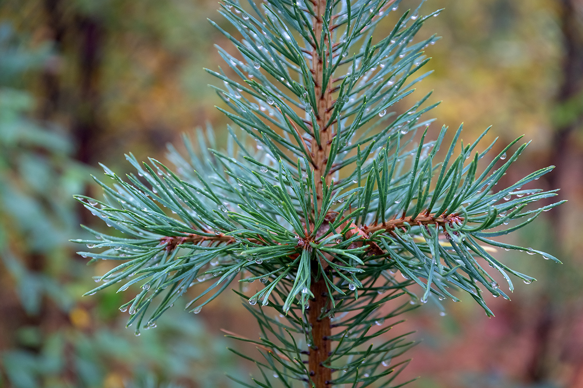 Изображение особи Pinus friesiana.