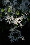 Clematis mandshurica