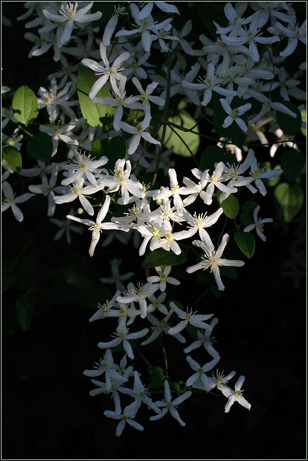 Image of Clematis mandshurica specimen.