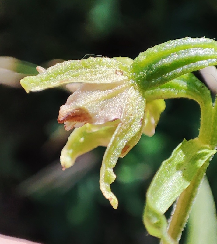 Image of Epipactis helleborine specimen.