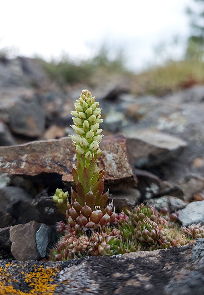 Изображение особи Orostachys spinosa.