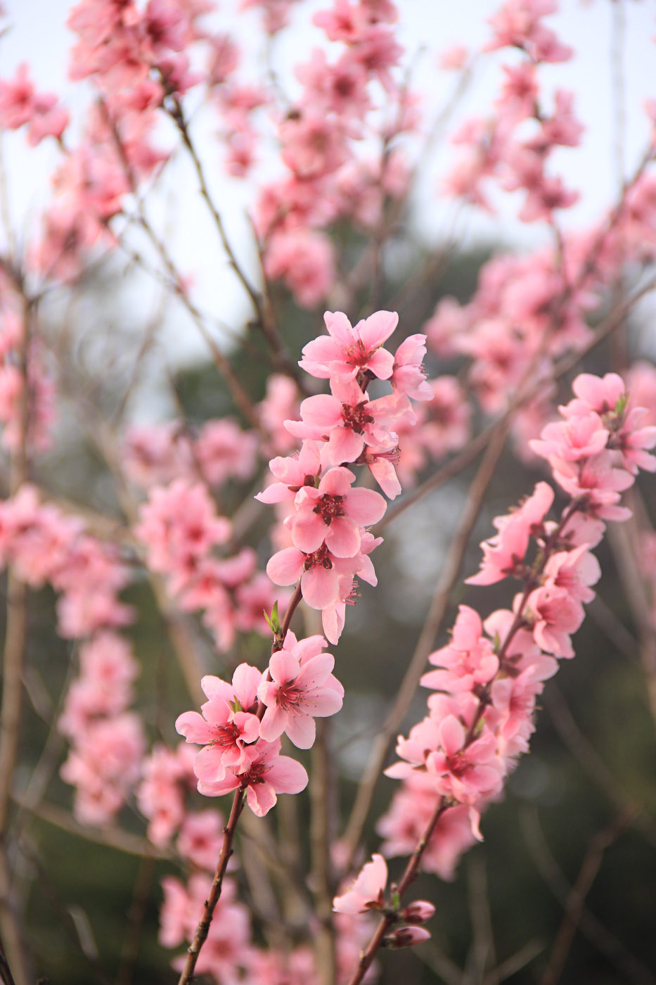 Изображение особи Persica vulgaris.