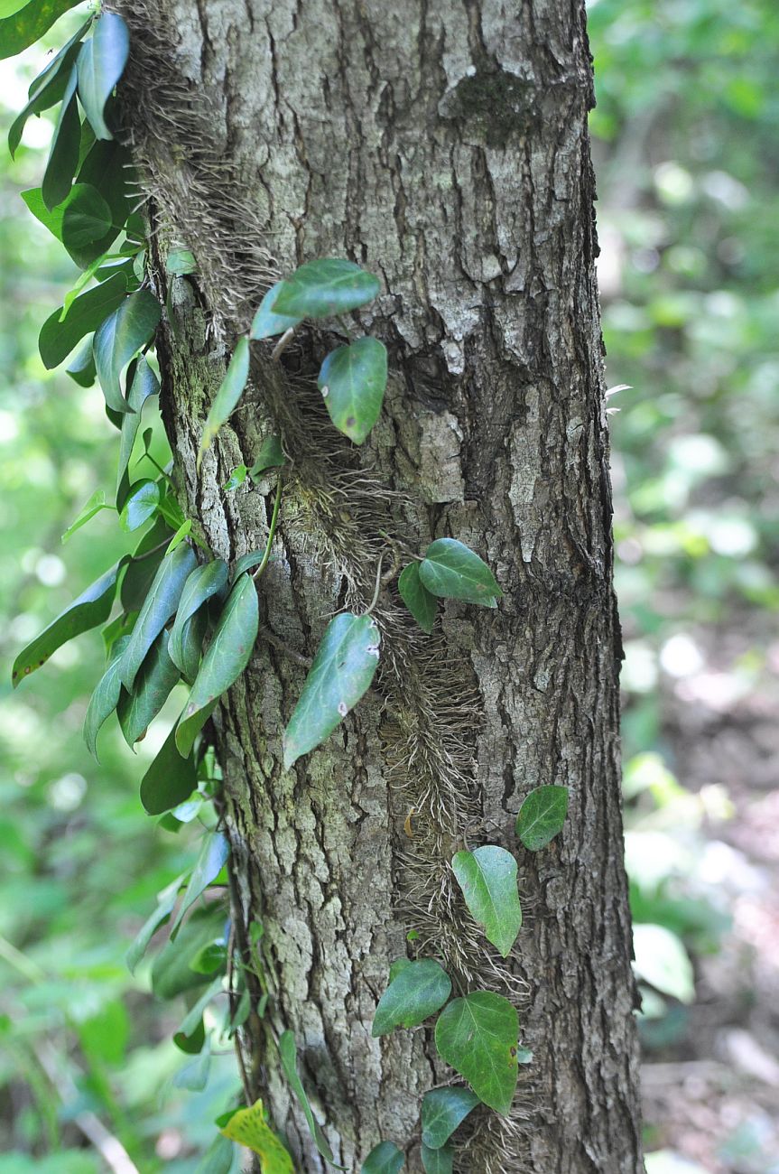 Image of Hedera colchica specimen.