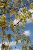 Quercus rubra. Ветвь с соцветиями и молодой листвой. Беларусь, г. Витебск, ул. Пушкина ок. Белорусского театра \"Лялька\", в озеленении. 04.05.2025.